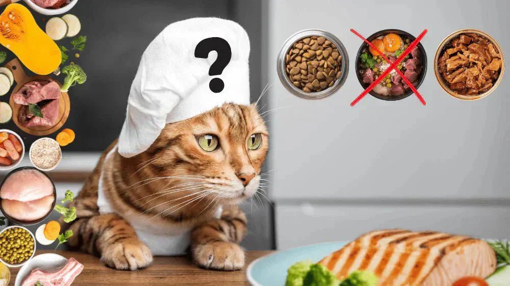 Alimentation chat idéale avec repas équilibré en croquettes et pâtée