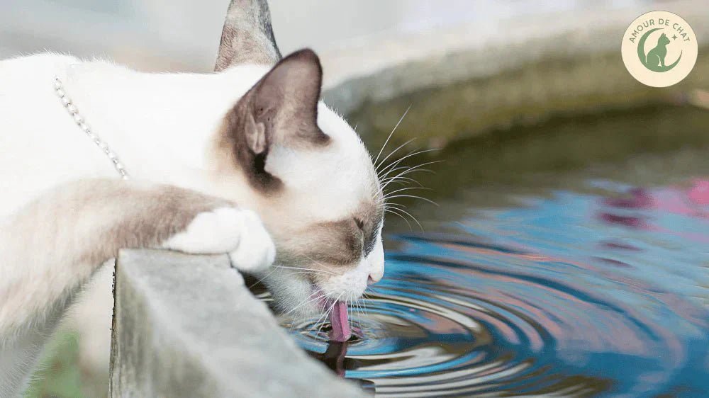 Chat qui boit beaucoup : est-ce normal ou inquiétant ?