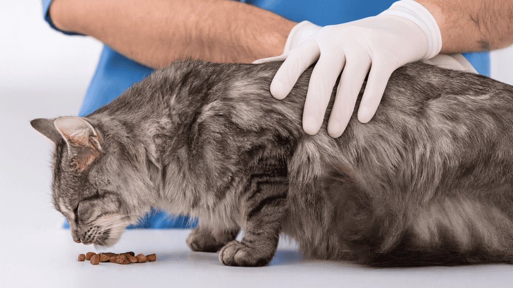 Croquette chat stérilisé guide complet pour bien nourrir votre félin