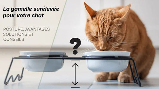 Gamelle surélevée pour chat : avantages solutions et conseils pour bien choisir