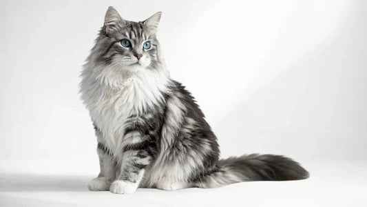 Le Maine Coon