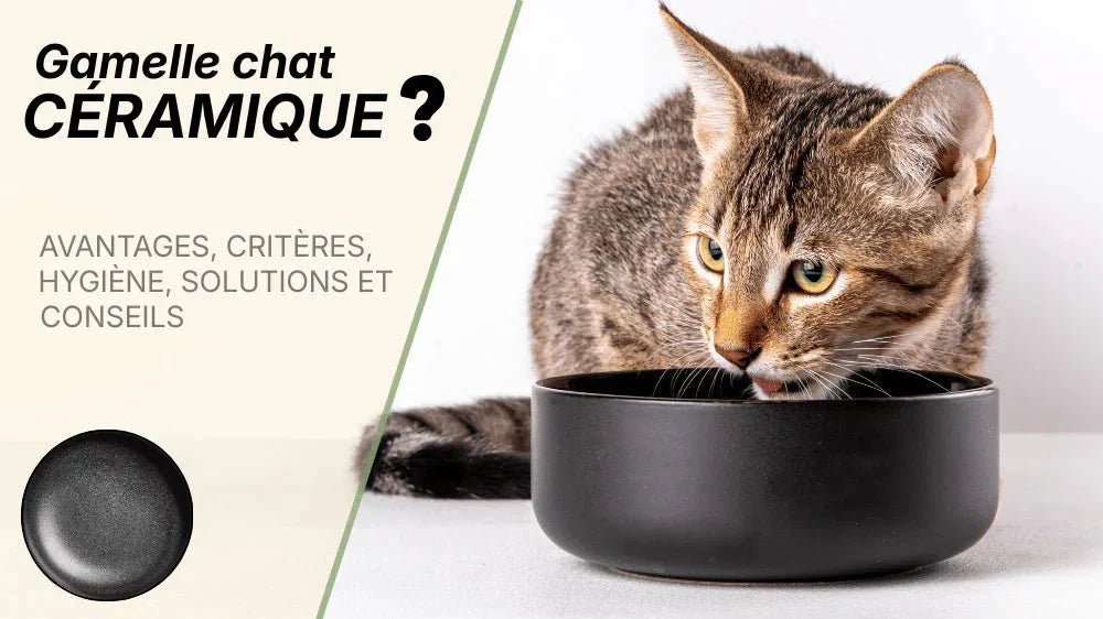 Meilleure gamelle en céramique pour chat : comment bien choisir ? Guide conseils