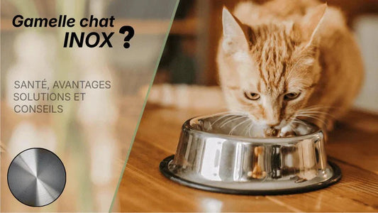 Meilleure gamelle pour chat en inox : laquelle choisir pour un repas sûr ?