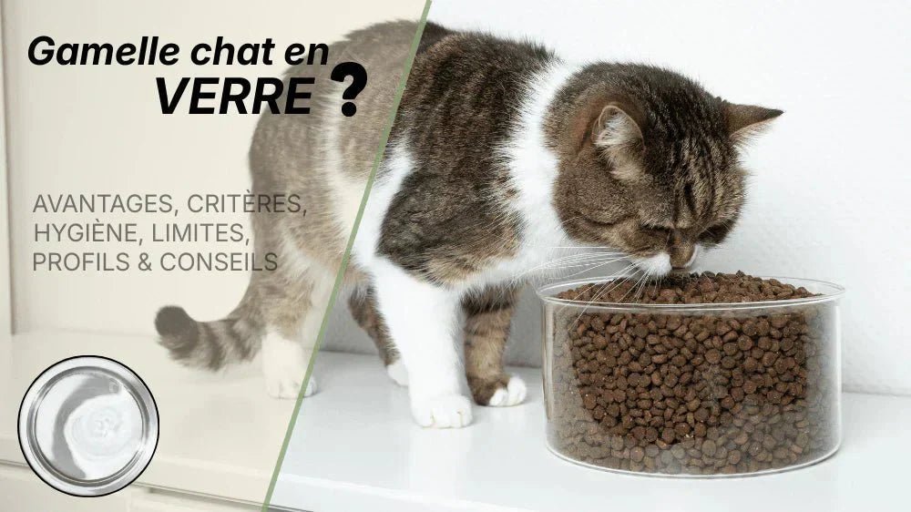 Pourquoi choisir une gamelle chat en verre ? Avantages hygiène profils et conseils