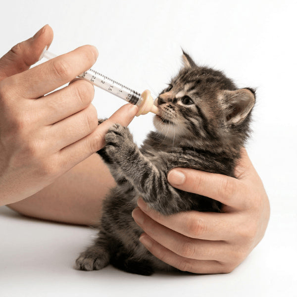Biberon chaton seringue avec tétine pour alimentation précise et digestion douce du chaton