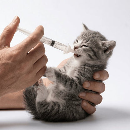 Biberon chaton nourrissage à la seringue pour contrôler quantité et éviter régurgitation