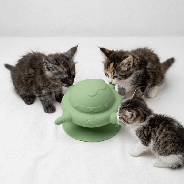 Biberon pour chatons permet nourrir plusieurs chatons simultanément réduit stress et compétition