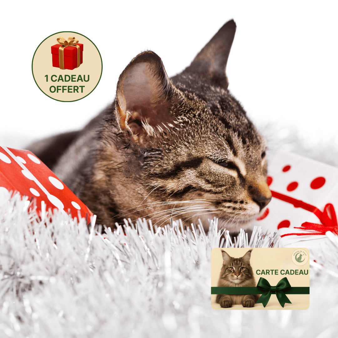 Cadeau chat carte cadeau fête de noël plaisir et bonheur félin boutique Amour de Chat