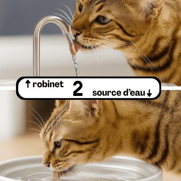 Chat distributeur eau double fonctions 2 modes robinet et eau de source Ionix™