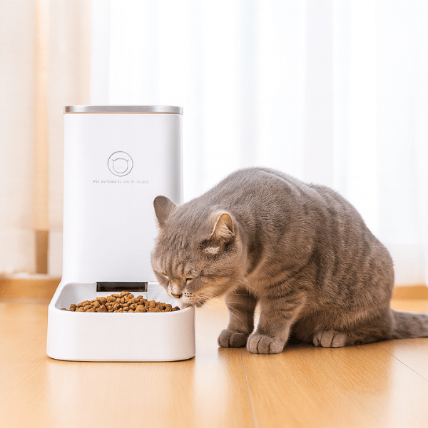 Chat qui mange dans distributeur croquette chat salon DesignFeed™