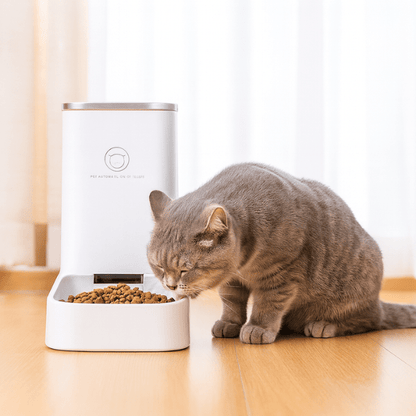 Chat qui mange dans distributeur croquette chat salon DesignFeed