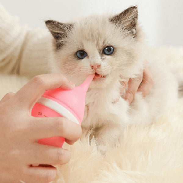 Chaton biberon allaitement main nourrissage chaton nouveau né sevrage sécurisé