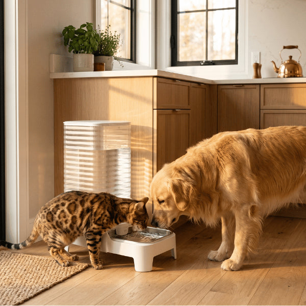 Distributeur eau chat adapté chats et chiens pour hydratation continue