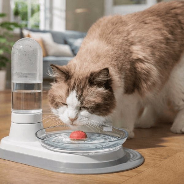 Chat adulte buvant dans un distributeur eau chat sans fil et sans filtre avec grand bol stable