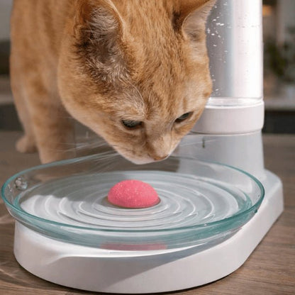Chat buvant dans un distributeur d’eau pour chat à filtre permanent avec grand bol et hydratation continue