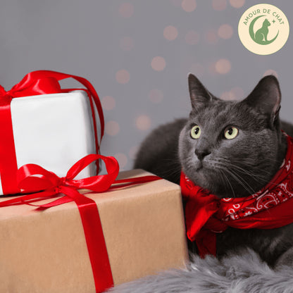 Félin russe gris avec cadeau chat content plaisir offrir bonheur