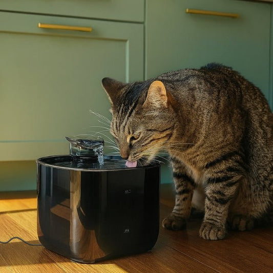Fontaine eau chat automatique filtrée USB noire robinet samouraï avec félin qui boit dans Studiofresh™