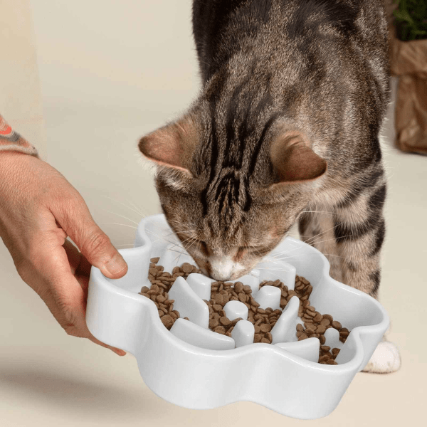 Chaton mangeant dans une gamelle anti glouton chat en céramique durable