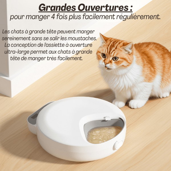 Gamelle automatique chat | Féli - Feeder™ - Amour de Chat