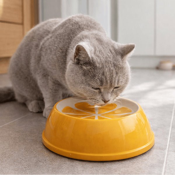 Gamelle chat céramique couleur citron garde le sol propre quand un British Shorthair boit