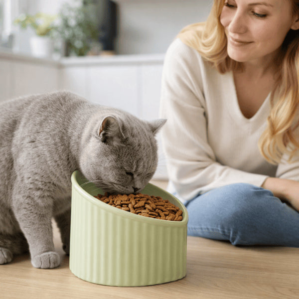 British Shorthair mange sereinement dans une gamelle en céramique pour chat surélevée