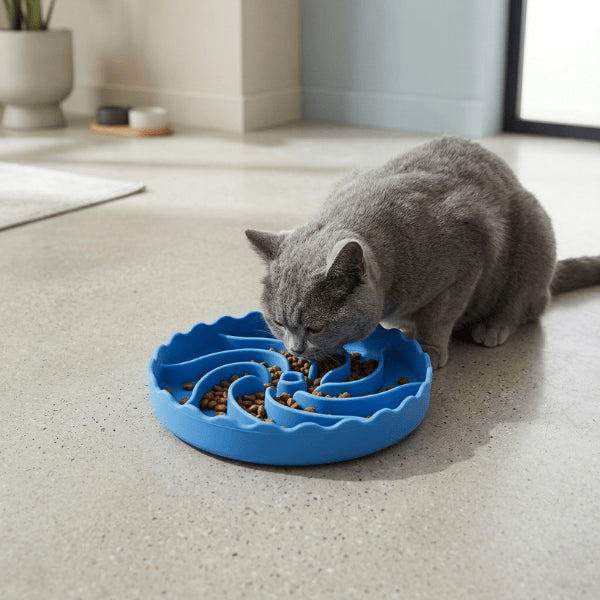 Chat british shortair mange dans gamelle pour chat glouton pour digestion lente et sans régurgitation