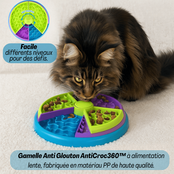 Maine coon mangeant des croquettes dans gamelles anti glouton chat AntiCroc360™
