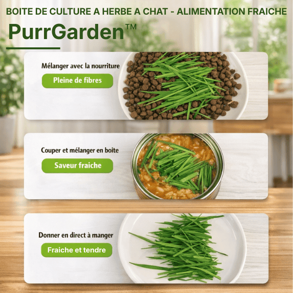 Herbe a chat fraîche cultivée dans le bac de culture hydroponique PurrGarden™, ajoutée à l’alimentation du chat