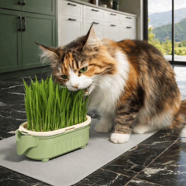 Culture herbes aux chats en intérieur dans le bac hydroponique PurrGarden™ pour alimentation fraîche quotidienne