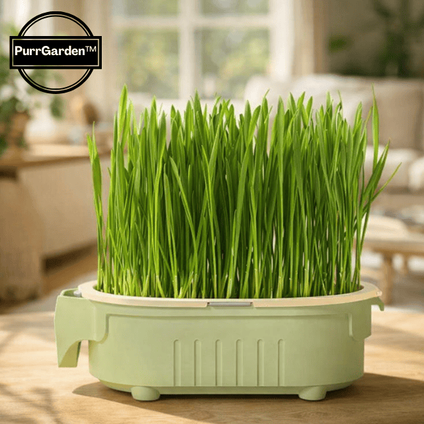 Herbe a chat qui pousse au soleil dans bac de culture pour alimentation fraiche au quotidien - PurrGarden™