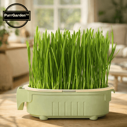 Herbe a chat qui pousse au soleil dans bac de culture pour alimentation fraiche au quotidien - PurrGarden™