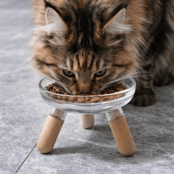 Maine coon mange confortablement croquettes dans gamelle pour chat surélevée posture naturelle