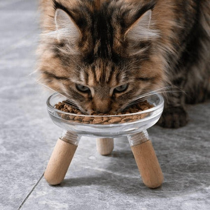 Maine coon mange confortablement croquettes dans gamelle pour chat surélevée posture naturelle