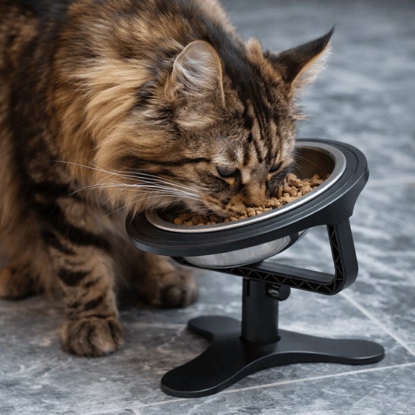 Maine coon mange croquettes dans gamelle surélevée chat hauteur réglable inclinée meilleure posture repas AjustBowl™