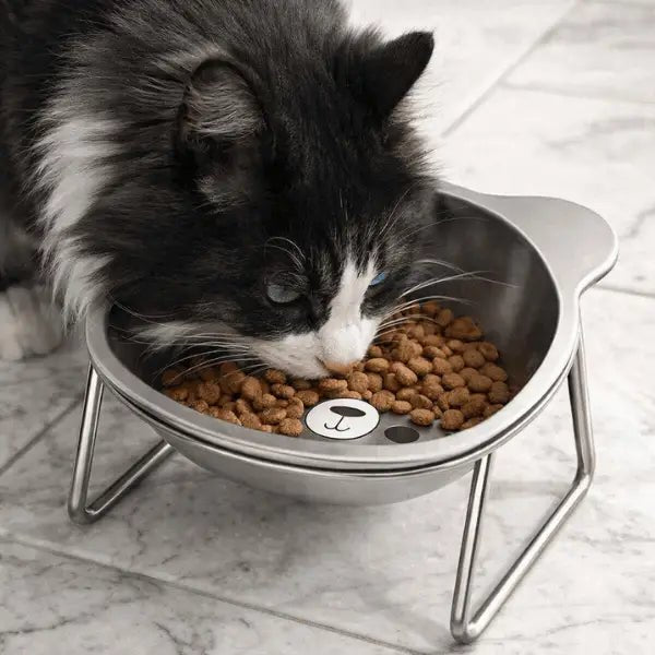 Maine coon qui mange croquettes dans gamelles pour chat surélevée inox Nutrix™