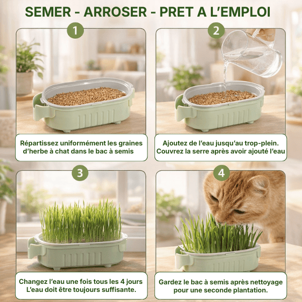 Semis et arrosage des graines dans le bac de culture herbe aux chats hydroponique - PurrGarden™